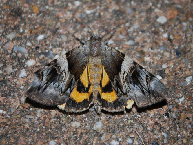 Catocala fulminea &copy; GERARD Thibaut