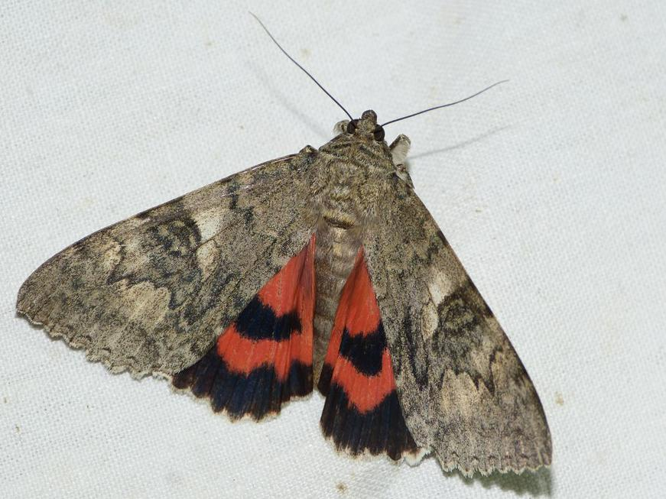 Catocala nupta &copy; BARBIER Simon