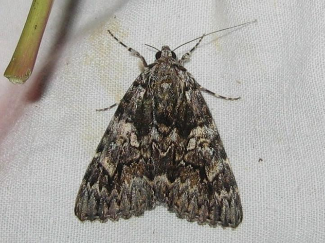 Catocala sponsa &copy; LETHEVE Xavier