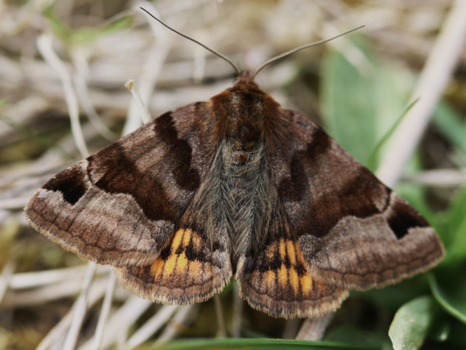 Euclidia glyphica &copy; LETHEVE Xavier