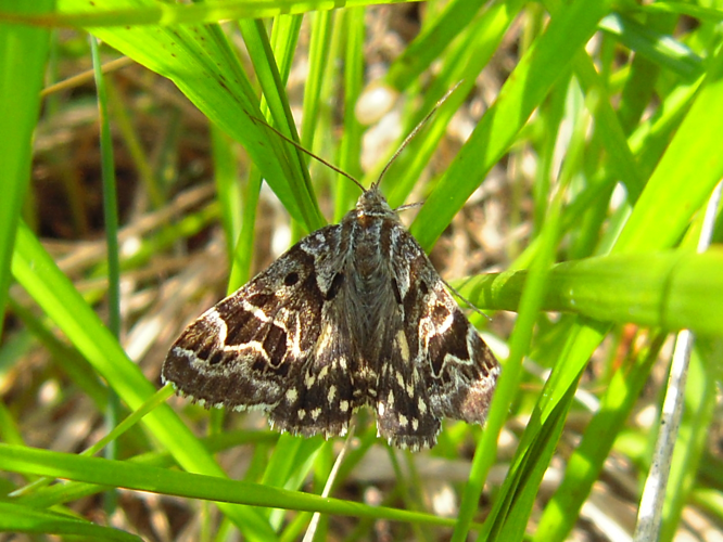 Callistege mi &copy; DUTOUR Lucie