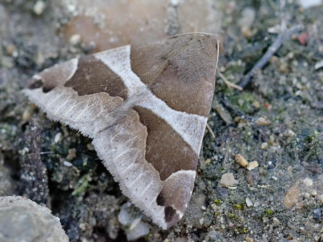 Dysgonia algira &copy; SENGEZ Pierre