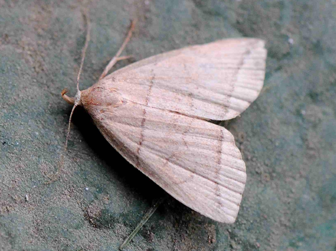 Herminia grisealis &copy; MATHOT William