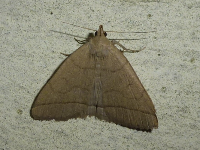 Zanclognatha tarsipennalis &copy; MAILLIER Sébastien