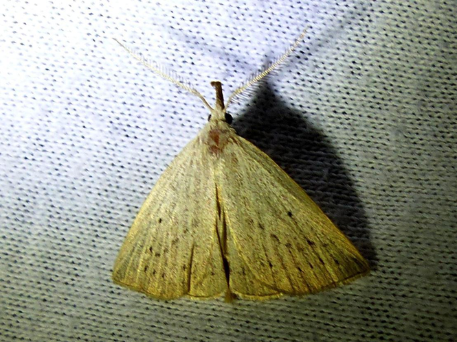 Macrochilo cribrumalis &copy; DEROZIER Carole