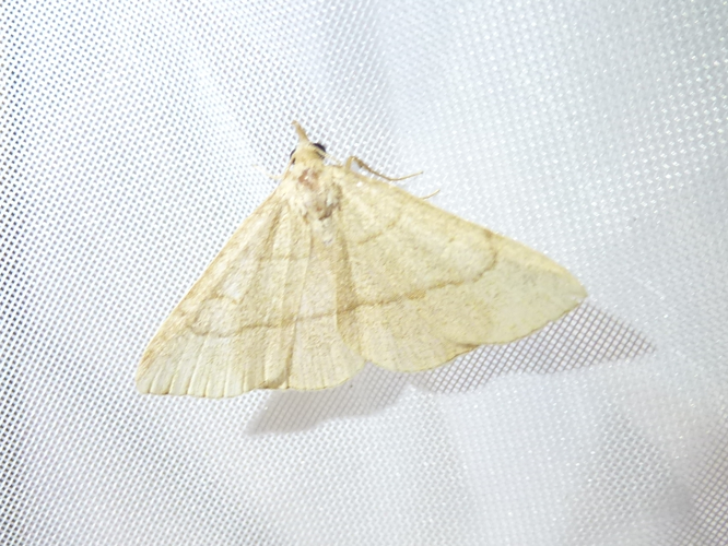 Paracolax tristalis &copy; MAILLIER Sébastien