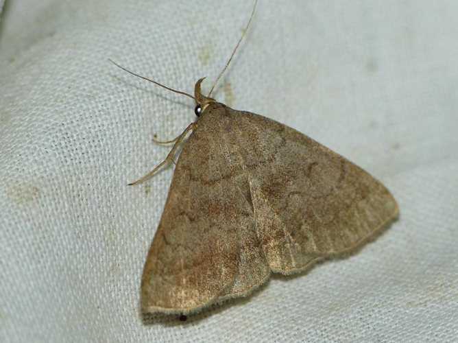 Zanclognatha lunalis &copy; BARBIER Simon