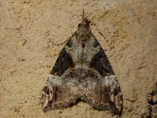 Hypena obsitalis &copy; T'FLACHEBBA Mathieu