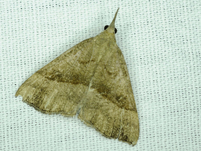 Hypena proboscidalis &copy; MATHOT William