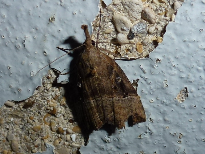 Hypena rostralis &copy; MAILLIER Sébastien