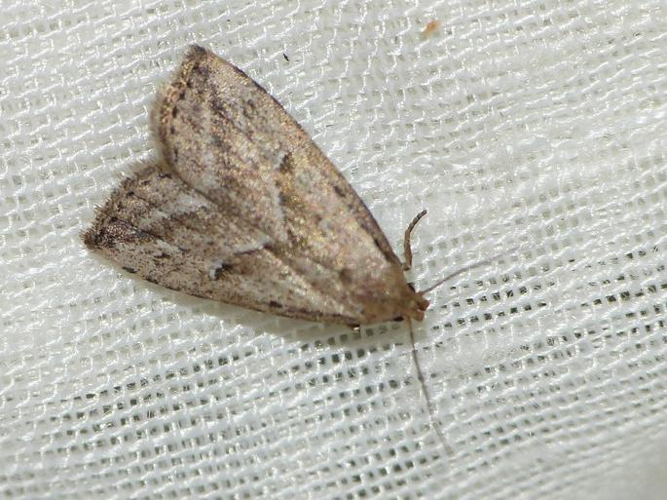 Hypenodes humidalis &copy; BARBIER Simon