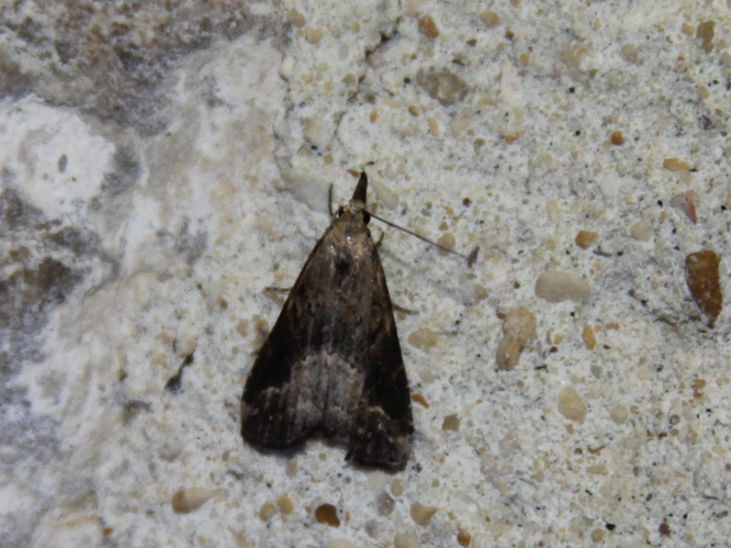 Schrankia costaestrigalis &copy; COLINDRE Laurent