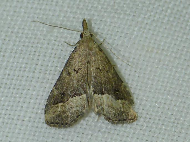 Schrankia taenialis &copy; BARBIER Simon