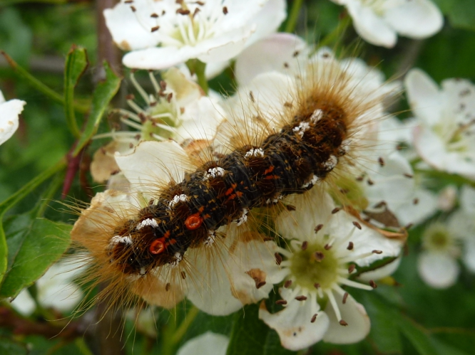 Euproctis chrysorrhoea &copy; MAILLIER Sébastien