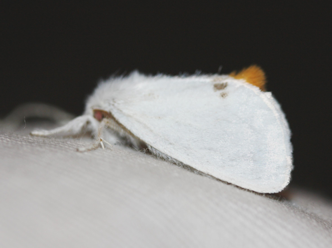 Euproctis similis &copy; LETHEVE Xavier