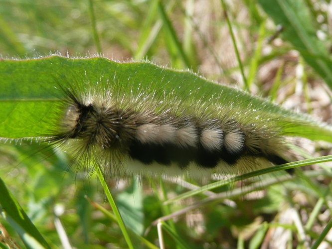 Dicallomera fascelina &copy; MAILLIER Sébastien