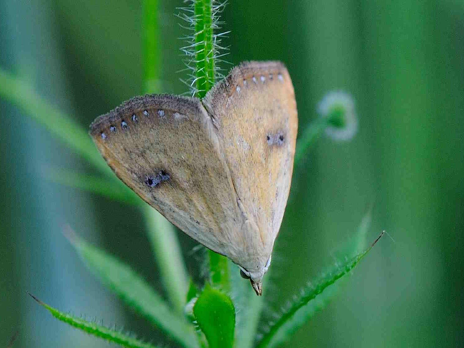 Rivula sericealis &copy; MATHOT William