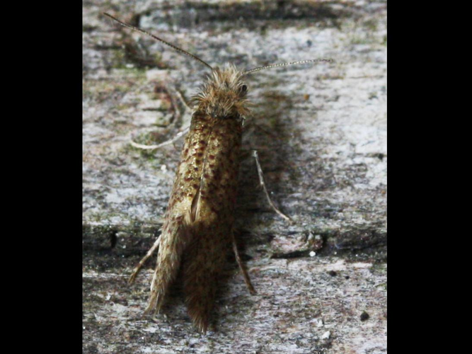 Dyseriocrania subpurpurella &copy; LETHEVE Xavier