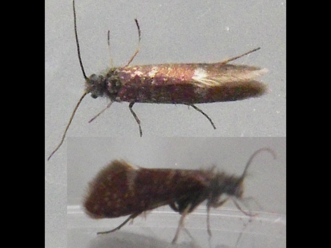 Heringocrania unimaculella &copy; HALLART Guénael