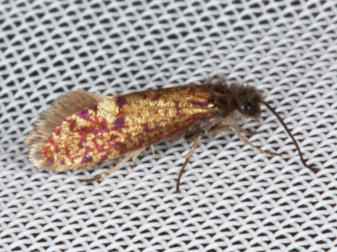 Ericocrania chrysolepidella &copy; LETHEVE Xavier