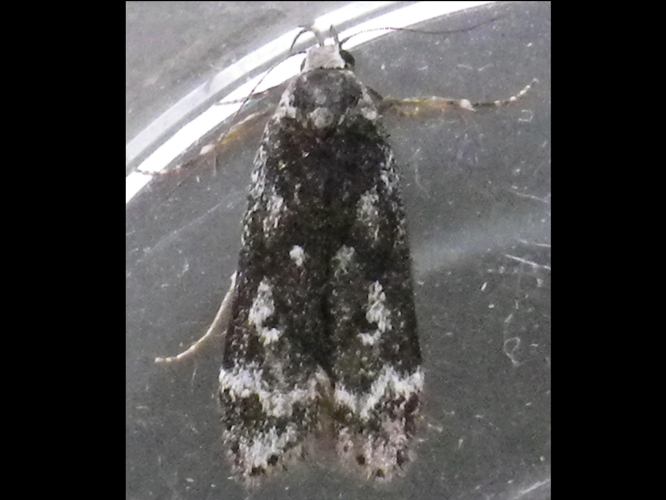 Anacampsis blattariella &copy; HALLART Guénael