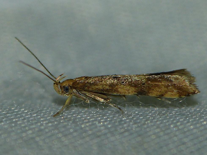 Brachmia blandella &copy; BARBIER Simon