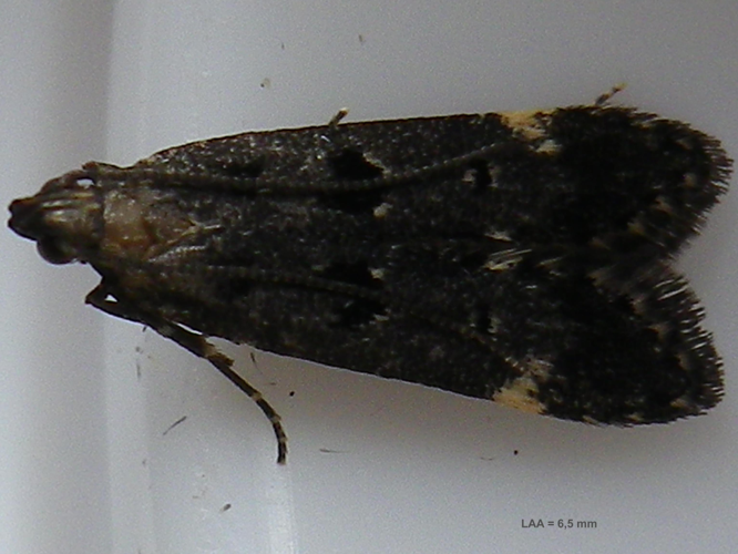 Dichomeris alacella &copy; HALLART Guénael