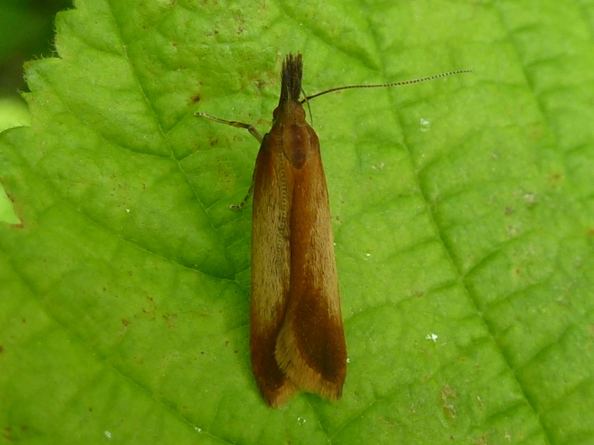 Dichomeris ustalella &copy; MAILLIER Sébastien