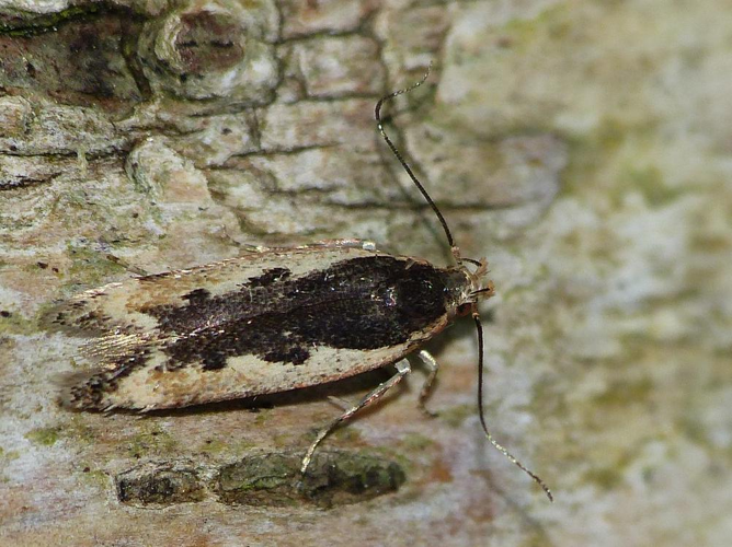 Cosmardia moritzella &copy; BARBIER Simon