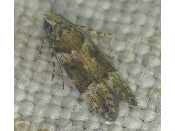 Teleiodes sequax &copy; VERNE Sébastien