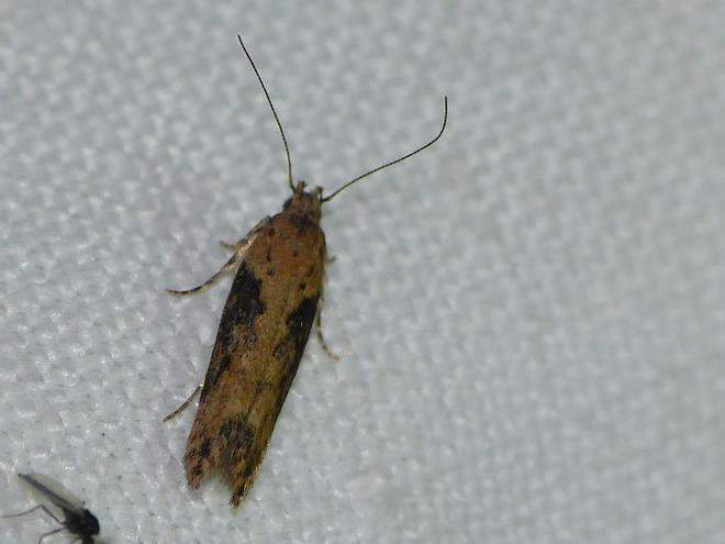 Scrobipalpa costella &copy; BARBIER Simon