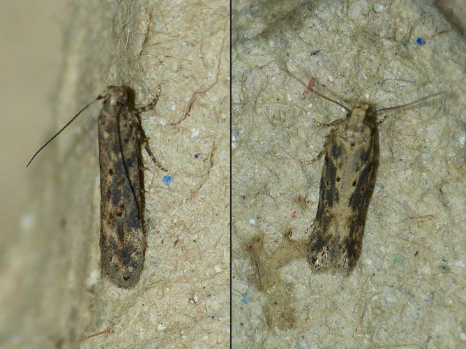 Scrobipalpa ocellatella &copy; BARBIER Simon