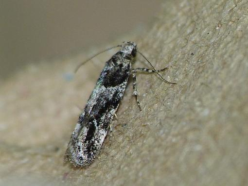 Parachronistis albiceps &copy; BARBIER Simon