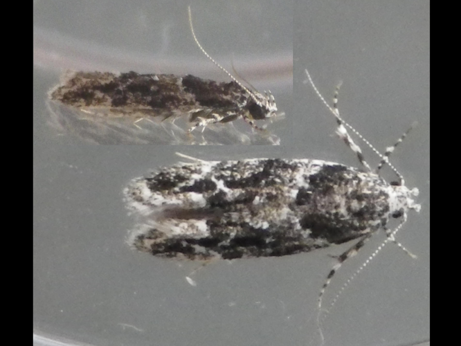 Recurvaria nanella &copy; HALLART Guénael