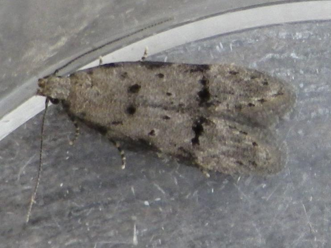 Teleiodes vulgella &copy; HALLART Guénael