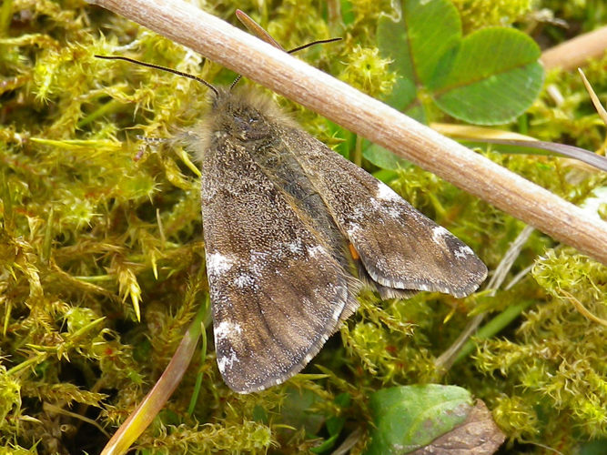 Archiearis parthenias &copy; HALLART Guénael