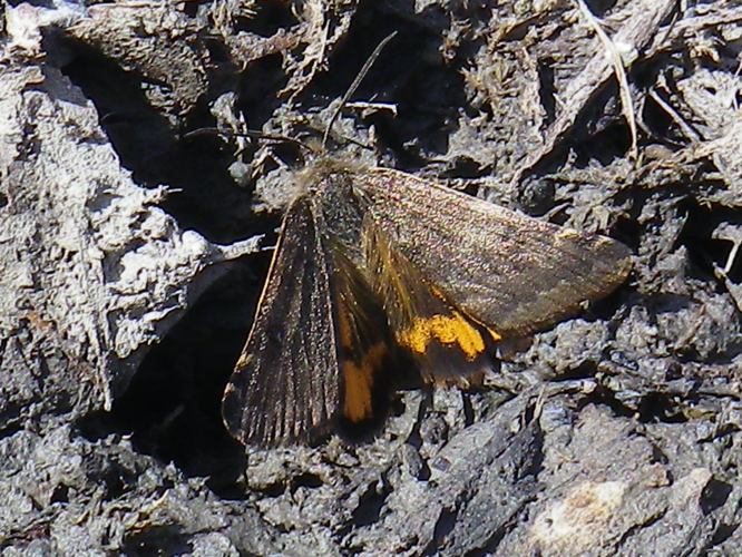 Archiearis notha &copy; HALLART Guénael