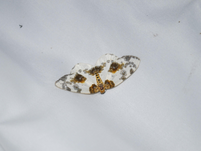 Abraxas sylvata &copy; GERARD Thibaut