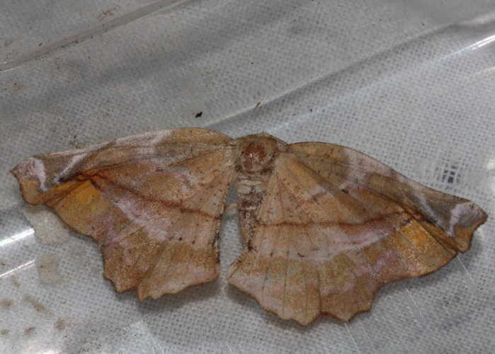 Apeira syringaria &copy; DANTEN Benoit