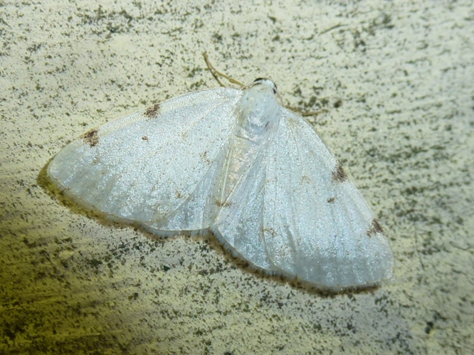 Lomographa bimaculata &copy; MAILLIER Sébastien