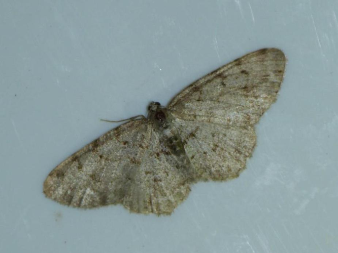 Aethalura punctulata &copy; HERMANT Thomas