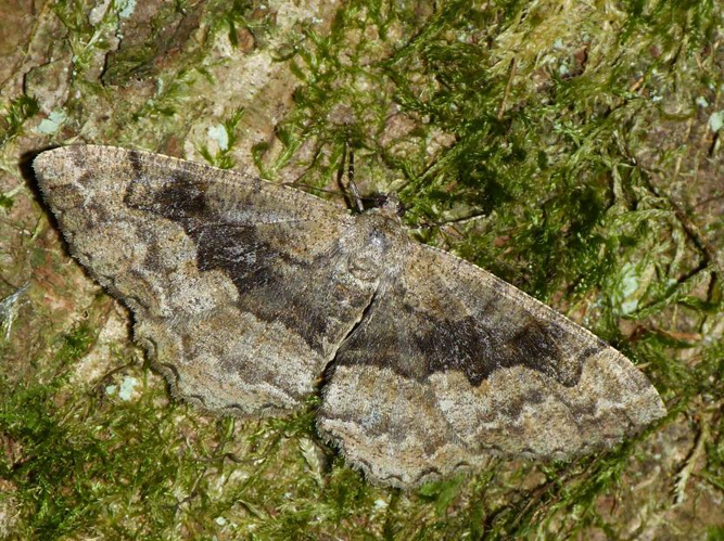 Alcis repandata &copy; BARBIER Simon