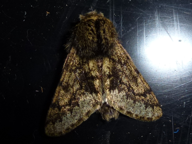 Apocheima hispidaria &copy; MAILLIER Sébastien