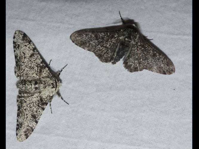 Biston betularia &copy; DEROZIER Carole