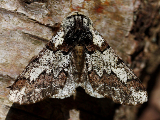 Biston strataria &copy; LETHEVE Xavier