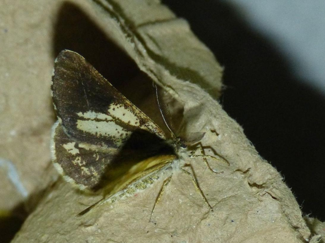 Bupalus piniaria &copy; BARBIER Simon