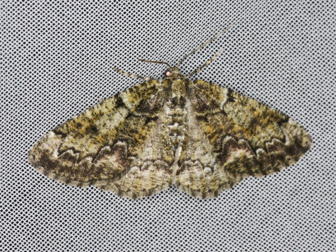 Cleorodes lichenaria &copy; LETHEVE Xavier