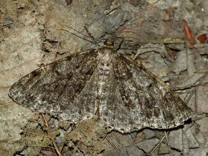 Deileptenia ribeata &copy; BARBIER Simon