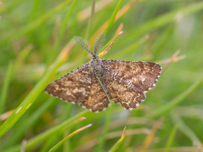 Ematurga atomaria &copy; TONDELLIER Bruno