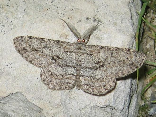 Hypomecis roboraria © LETHEVE Xavier